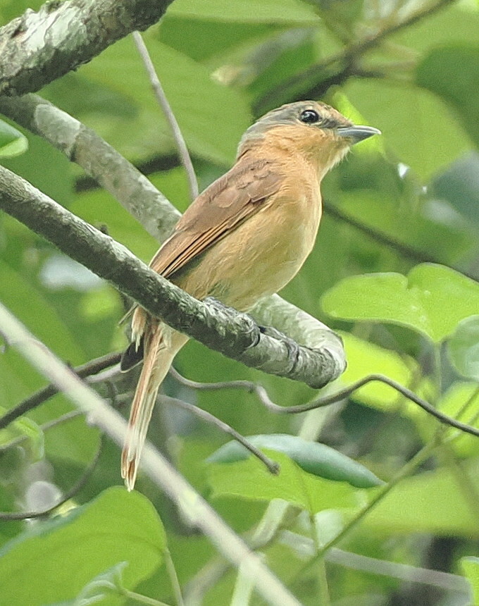 Chestnut-crowned Becard (Pachyramphus castaneus), photo 2