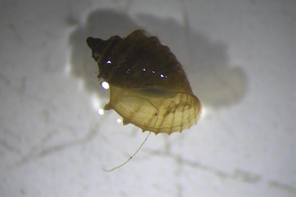 Glyptophysa aliciae