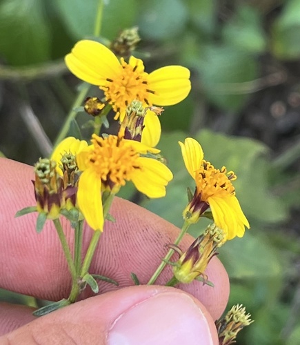 Bidens sandvicensis observed 2026-01-25