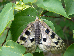 Parnassius apollo