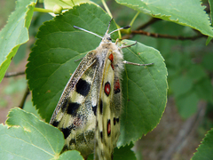 Parnassius apollo