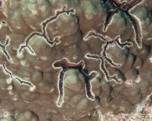 Alpheus deuteropus observed 2026-01-25