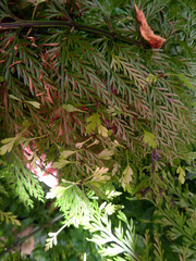 Asplenium × lucrosum
