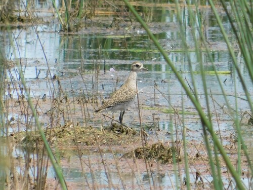 American Golden Plover (Pluvialis dominica), photo 5