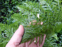 Asplenium × lucrosum