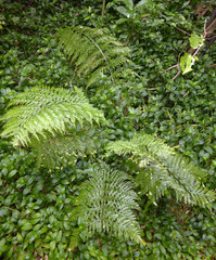 Asplenium × lucrosum