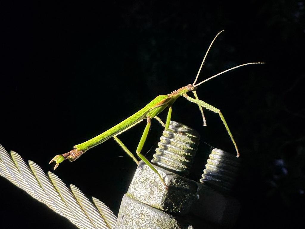 Teed Insect Tweed’s Stick-insect from O'Reilly, QLD, AU on January 21, 2026 at 08: ...