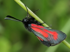 Zygaena purpuralis