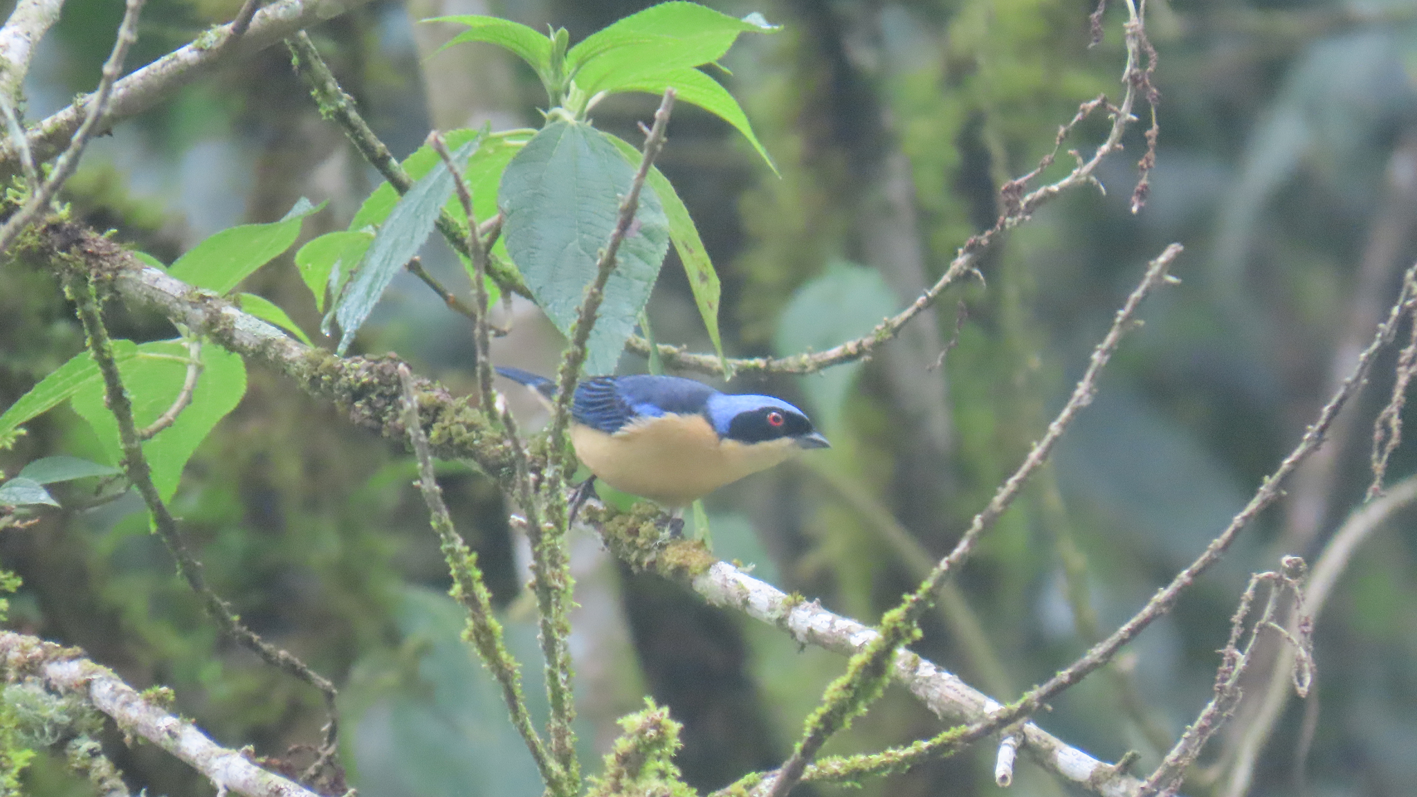 Fawn-breasted Tanager (Pipraeidea melanonota), photo 9