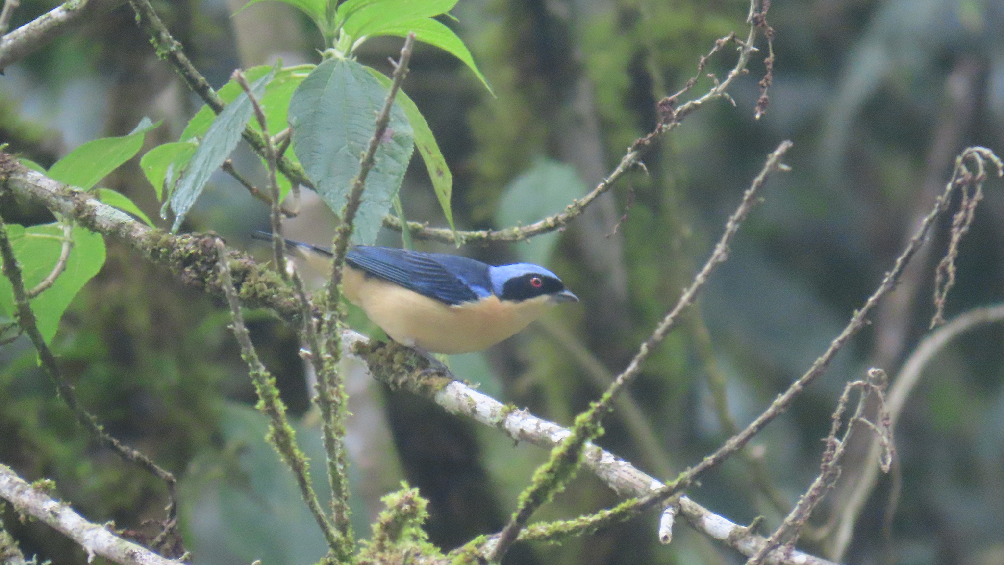 Fawn-breasted Tanager (Pipraeidea melanonota), photo 10