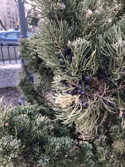 Pestalotiopsis funerea