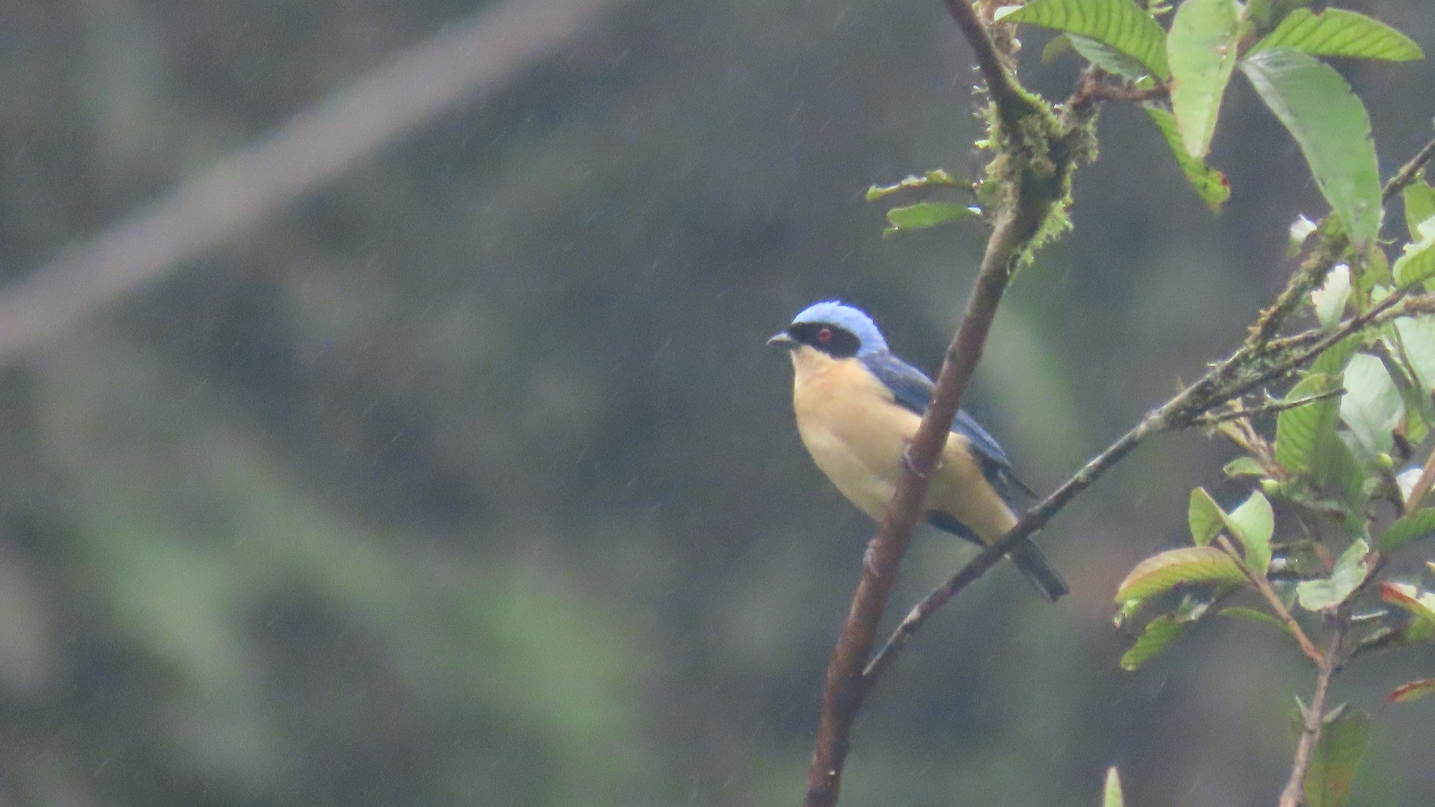 Fawn-breasted Tanager (Pipraeidea melanonota), photo 8