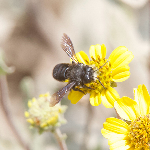 Megachile piurensis