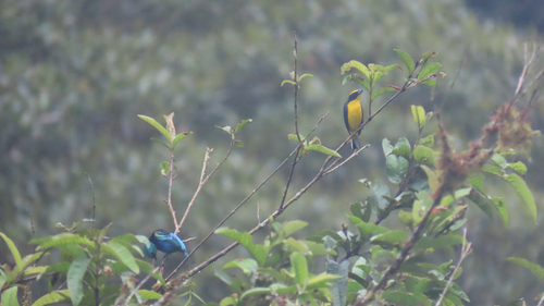 Blue-necked Tanager (Stilpnia cyanicollis), photo 6