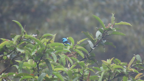 Blue-necked Tanager (Stilpnia cyanicollis), photo 5