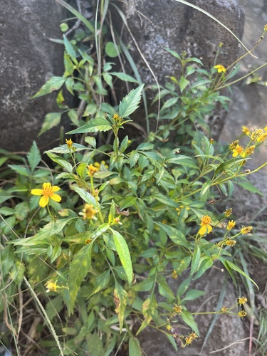 Bidens sandvicensis observed 2026-01-25