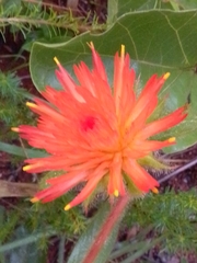 Gomphrena arborescens