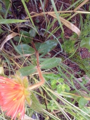 Gomphrena arborescens