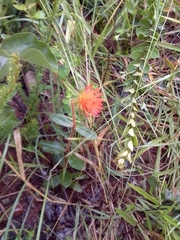 Gomphrena arborescens