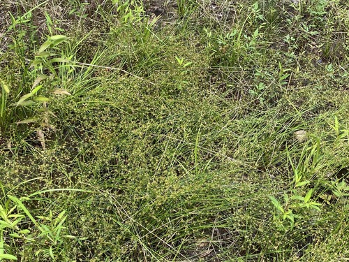 Slim-pod Rush (Juncus diffusissimus)