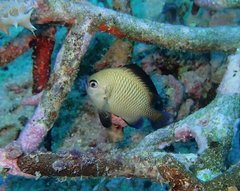 Dascyllus reticulatus