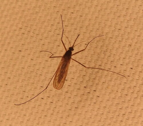 Unknown species found near Lake Highlands, Dallas, TX, USA