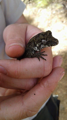 Mokopirirakau granulatus