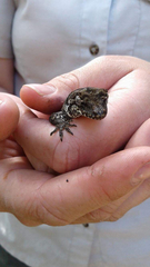 Mokopirirakau granulatus