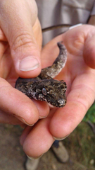 Mokopirirakau granulatus