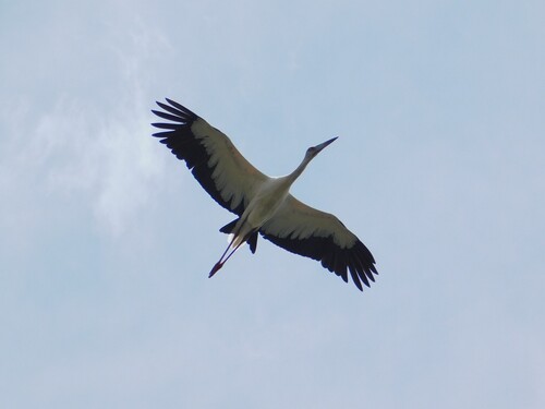 Maguari Stork (Ciconia maguari), photo 6