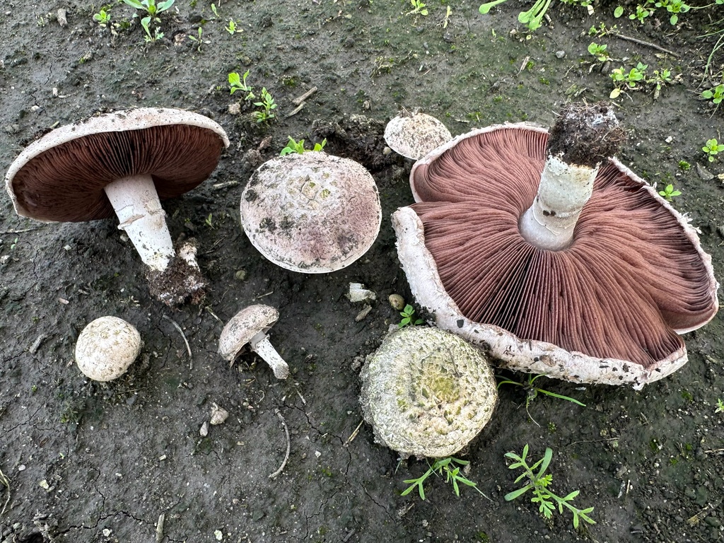 Agaricus incultorum · January 2026 · photo: © kcelshoff (iNaturalist, cc-by)