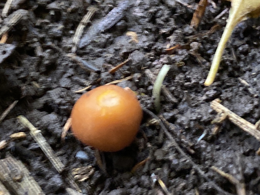 Macrocystidia reducta · January 2026 · photo: © jack12347 (iNaturalist, cc0)