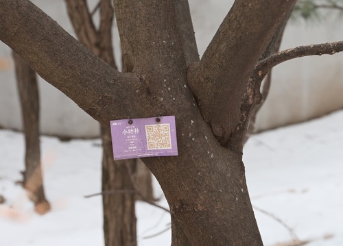 Foto de Celtis bungeana