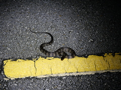 Nerodia fasciata × clarkii