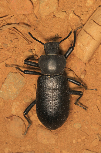 Serrated Darkling Beetle