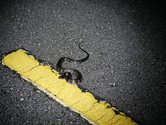 Nerodia fasciata × clarkii