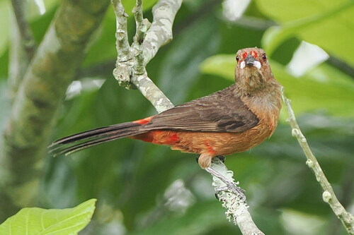 Brazilian Tanager (Ramphocelus bresilia), photo 2