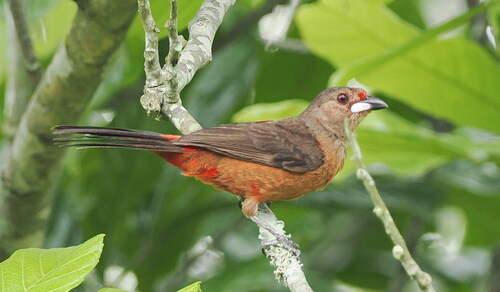 Brazilian Tanager (Ramphocelus bresilia), photo 3