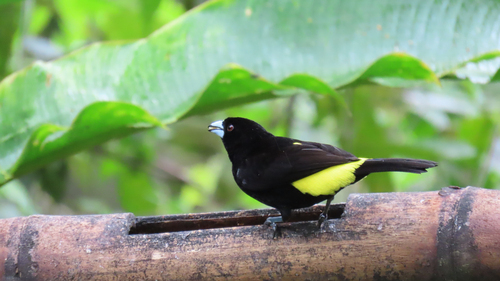 Flame-rumped Tanager (Ramphocelus flammigerus), photo 1