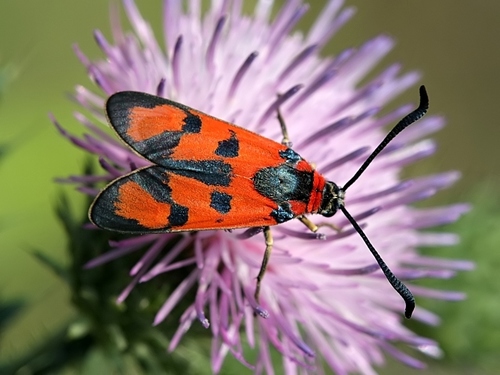 How to identify Zygaena laeta Hübner, 1790