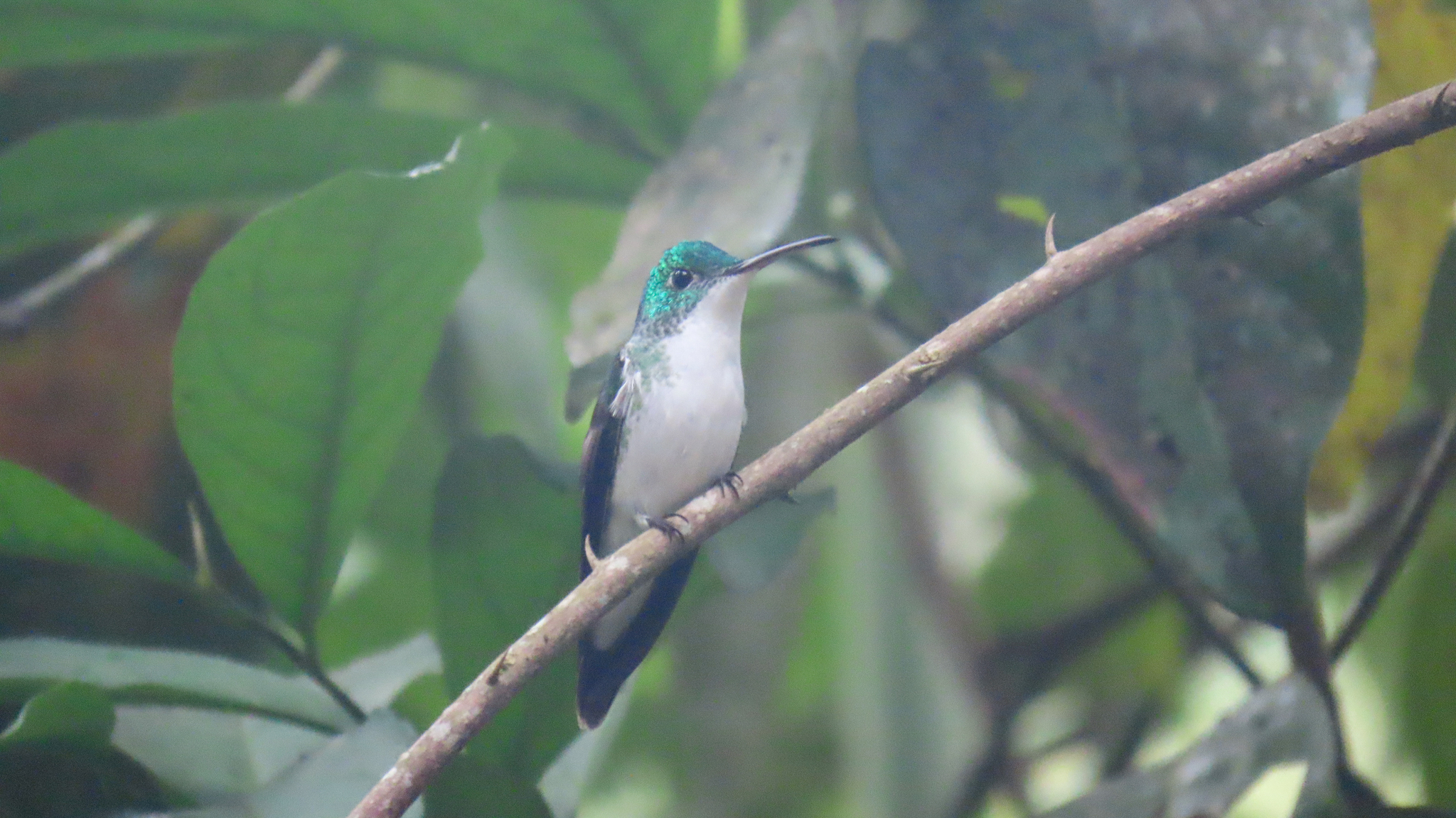 Andean Emerald (Uranomitra franciae), photo 3