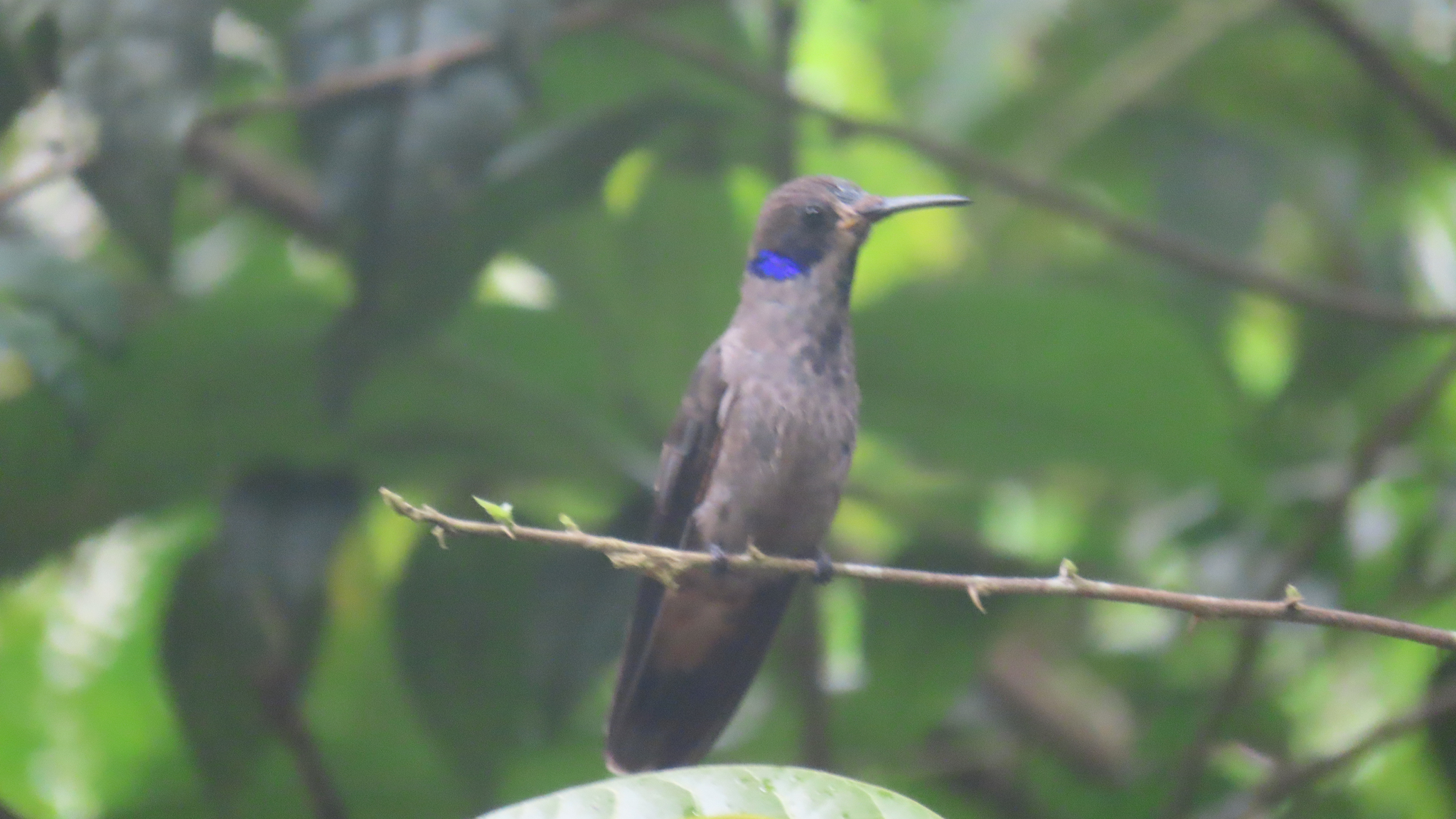 Brown Violetear (Colibri delphinae), photo 3