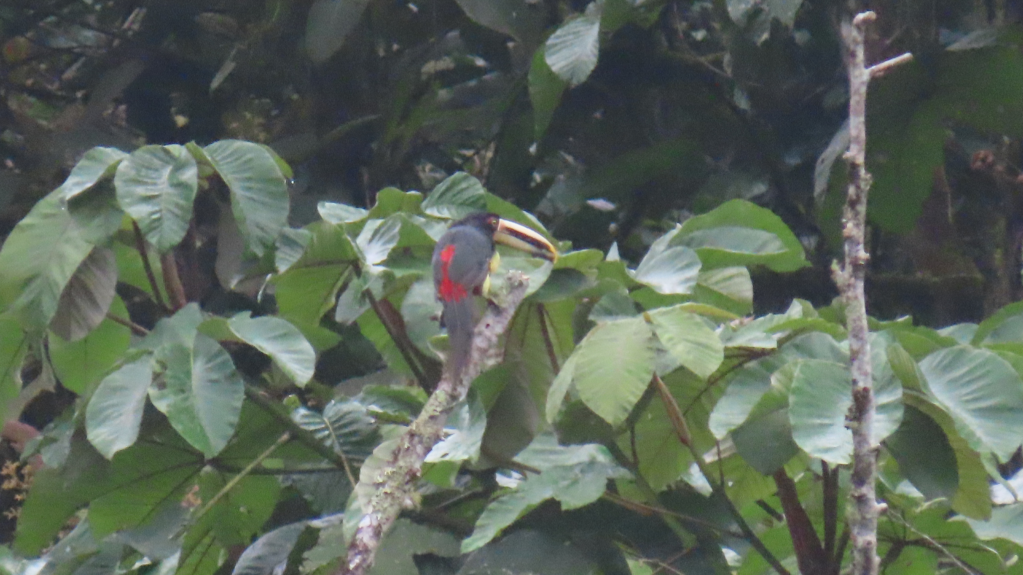 Pale-mandibled Aracari (Pteroglossus erythropygius), photo 4