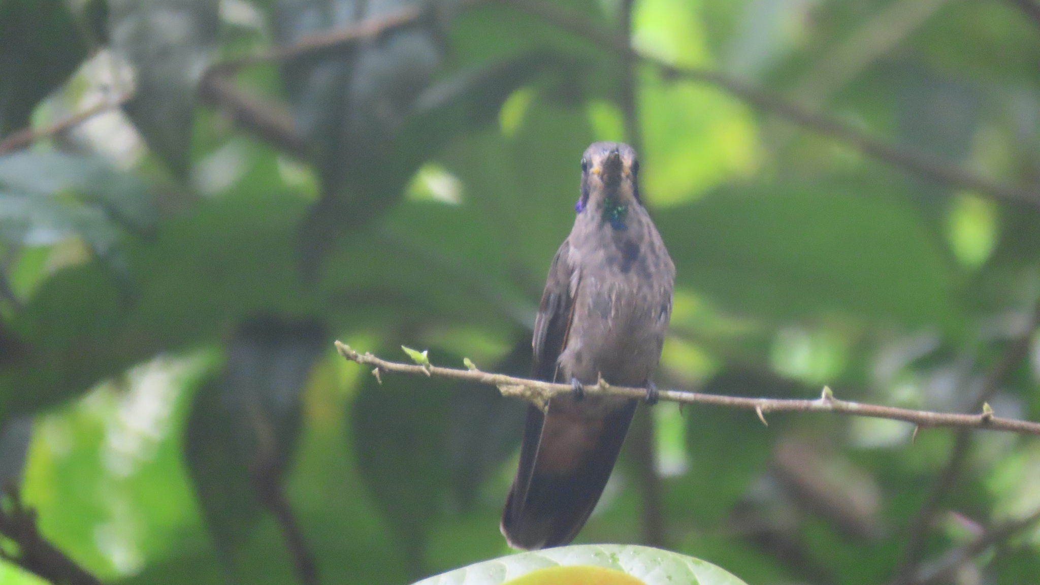 Brown Violetear (Colibri delphinae), photo 4