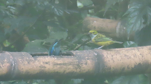Silver-throated Tanager (Tangara icterocephala), photo 6