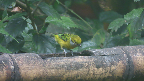Silver-throated Tanager (Tangara icterocephala), photo 5