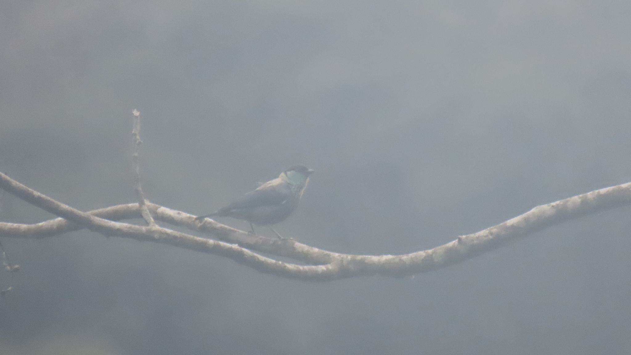 Black-capped Tanager (Stilpnia heinei), photo 2