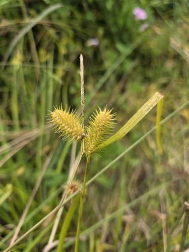 shallow sedge (Carex lurida)
