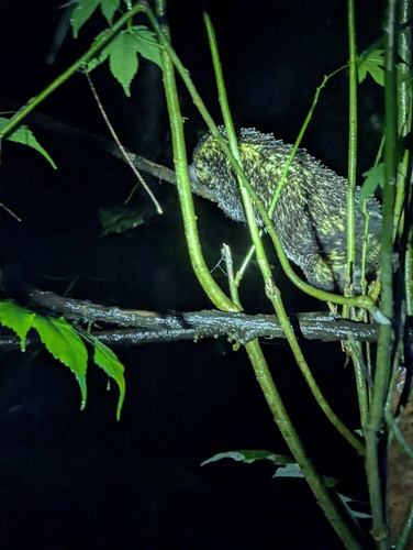 Andean Porcupine