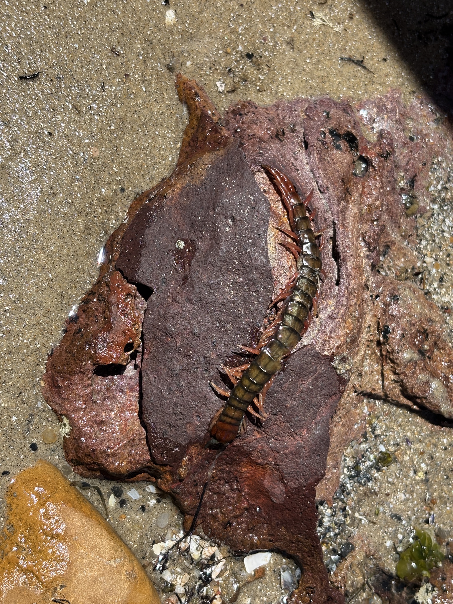 Cormocephalus aurantiipes Newport, 1844